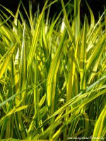 /album/marticizkova/dscf1308-jpg/